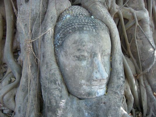 stone-buddha-head-nestled-in-the-tree-roots-ayutthaya-thailand+1152_12971659706-tpfil02aw-23770